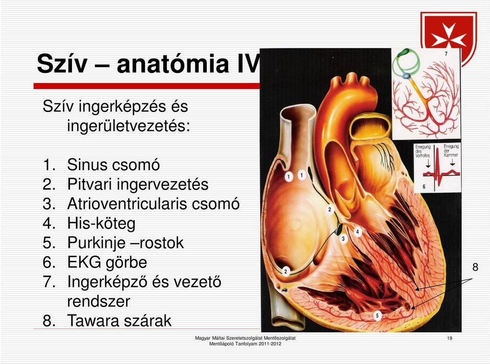Pitvari ingervezetés 3. Atrioventricularis csomó 4.