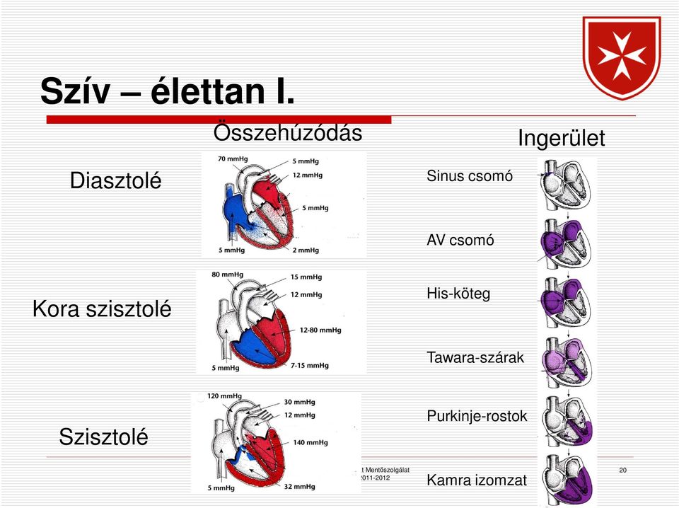 Sinus csomó AV csomó Kora szisztolé