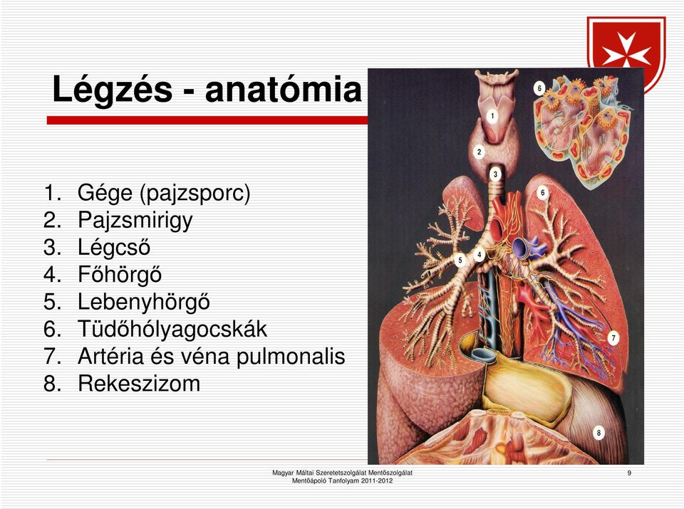 Légcső 4. Főhörgő 5. Lebenyhörgő 6.