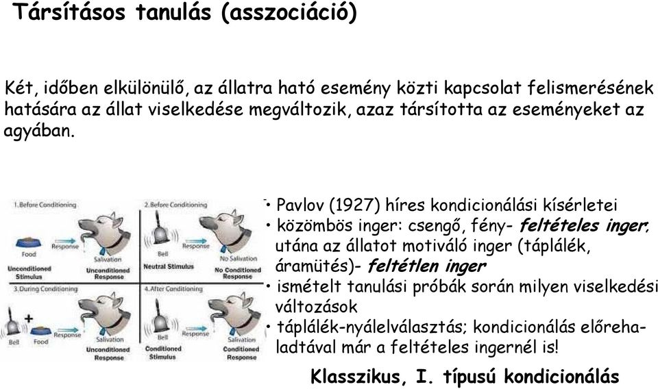 Pavlov (1927) híres kondicionálási kísérletei közömbös inger: csengő, fény- feltételes inger; utána az állatot motiváló inger