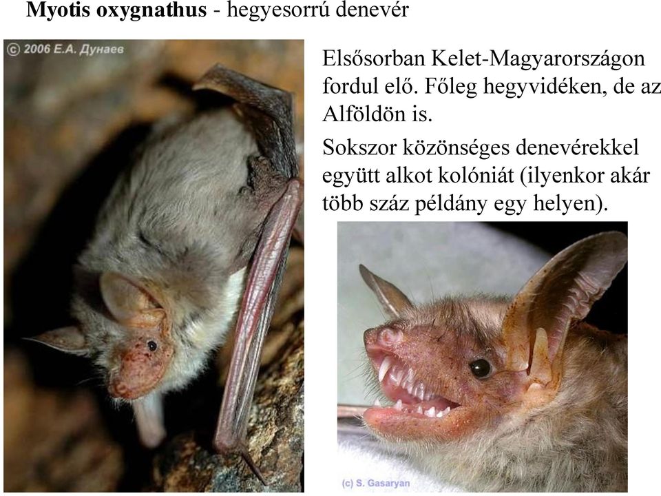 Főleg hegyvidéken, de az Alföldön is.