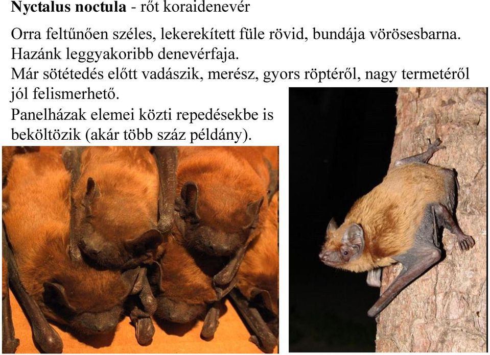 Már sötétedés előtt vadászik, merész, gyors röptéről, nagy termetéről jól