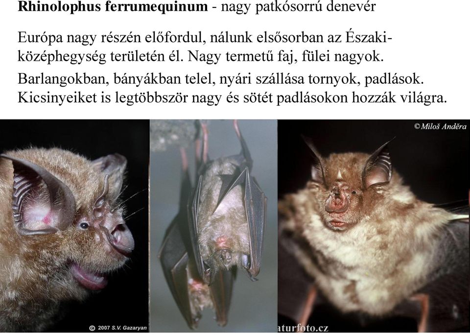 Nagy termetű faj, fülei nagyok.