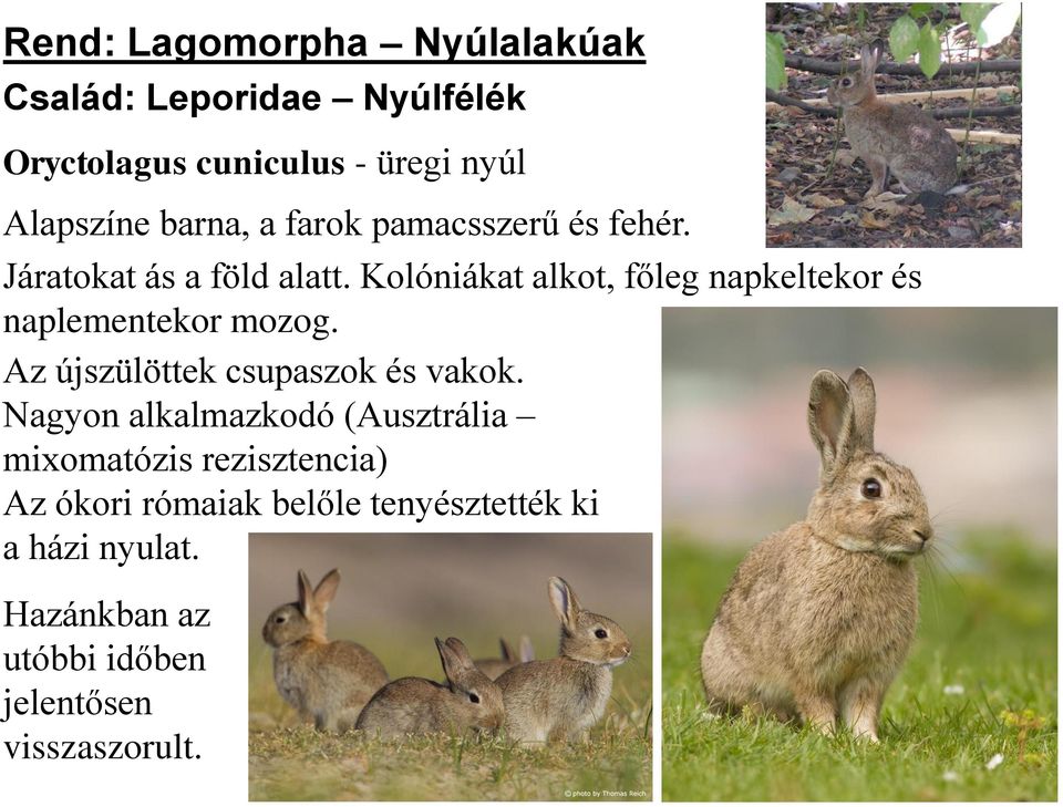 Kolóniákat alkot, főleg napkeltekor és naplementekor mozog. Az újszülöttek csupaszok és vakok.
