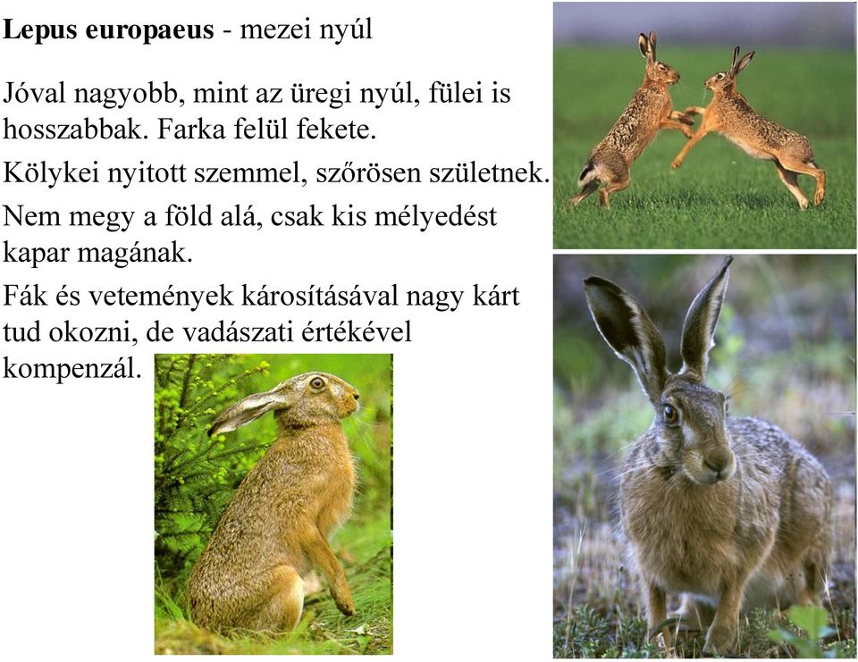 Kölykei nyitott szemmel, szőrösen születnek.