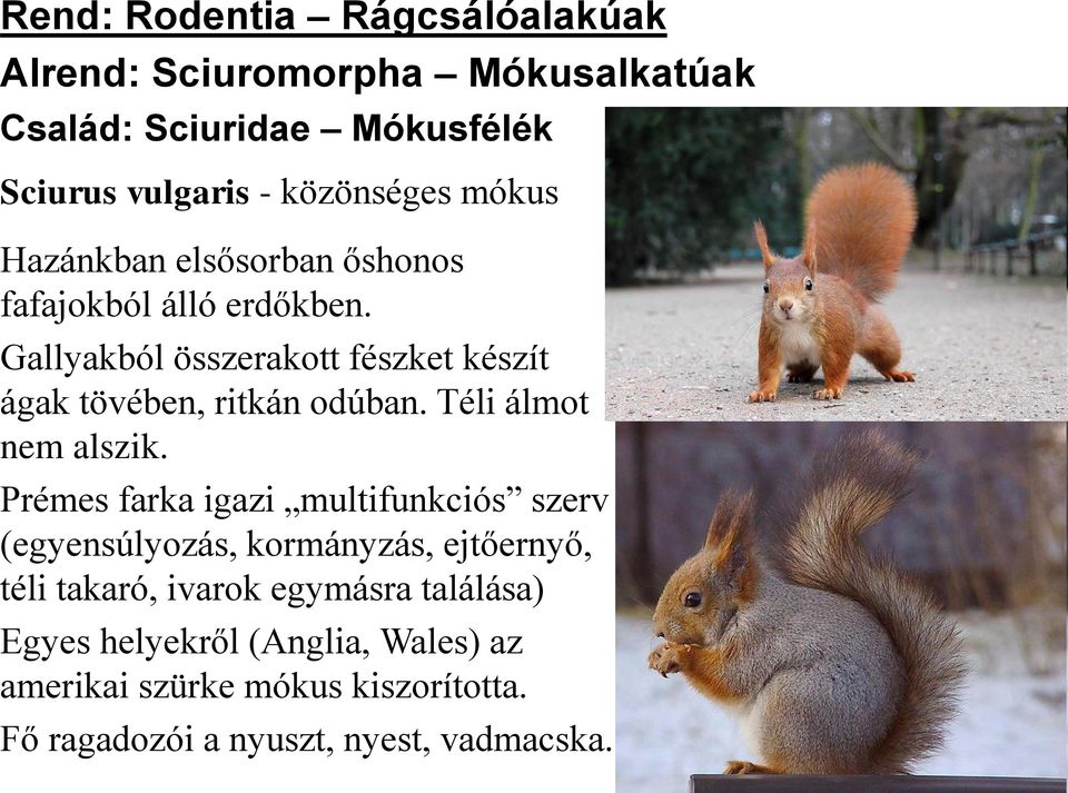 Gallyakból összerakott fészket készít ágak tövében, ritkán odúban. Téli álmot nem alszik.