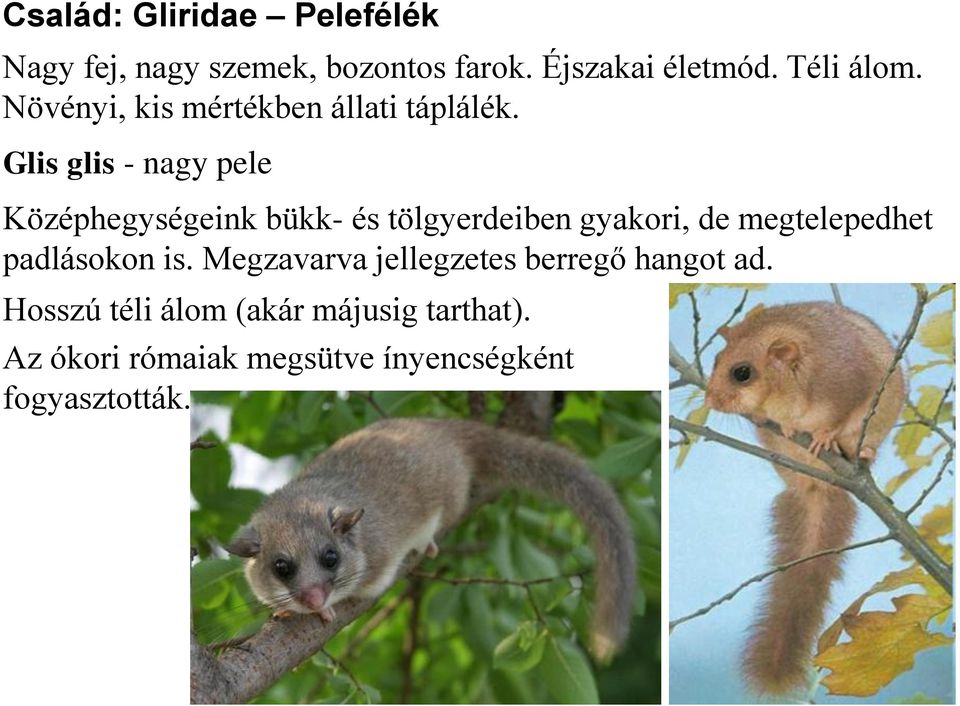 Glis glis - nagy pele Középhegységeink bükk- és tölgyerdeiben gyakori, de megtelepedhet