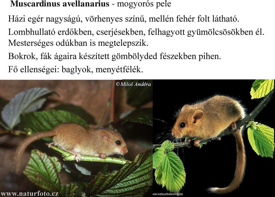 Lombhullató erdőkben, cserjésekben, felhagyott gyümölcsösökben él.