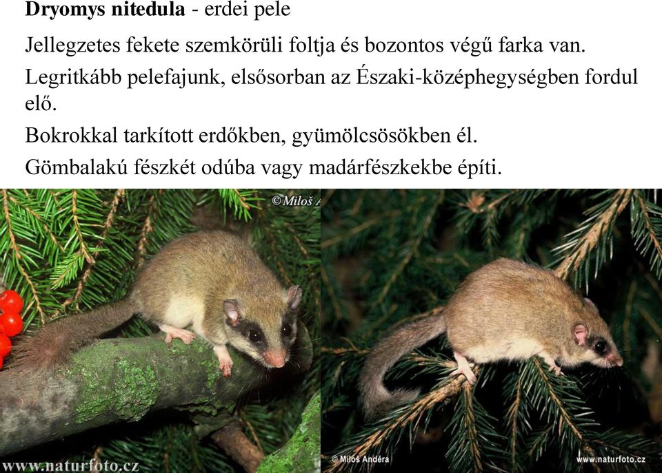 Legritkább pelefajunk, elsősorban az Északi-középhegységben fordul