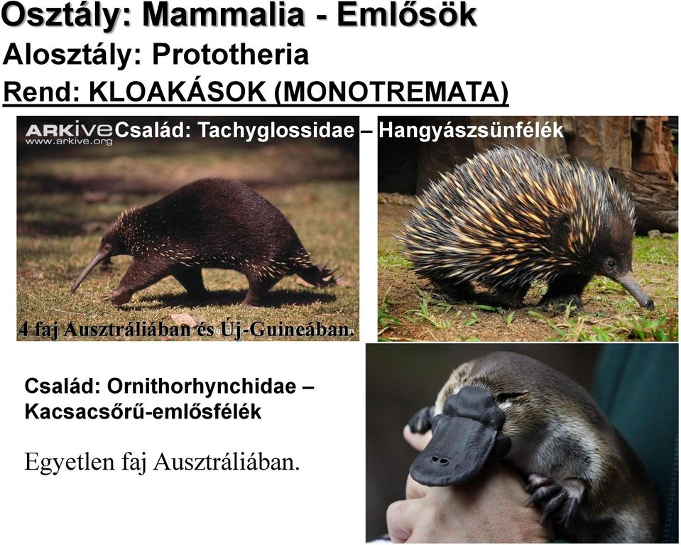 Hangyászsünfélék 4 faj Ausztráliában és Új-Guineában.
