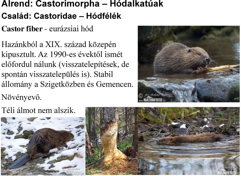 Az 1990-es évektől ismét előfordul nálunk (visszatelepítések, de spontán
