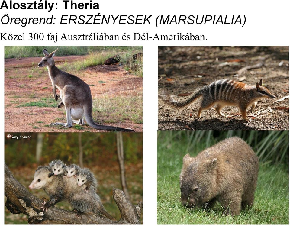 (MARSUPIALIA) Közel 300