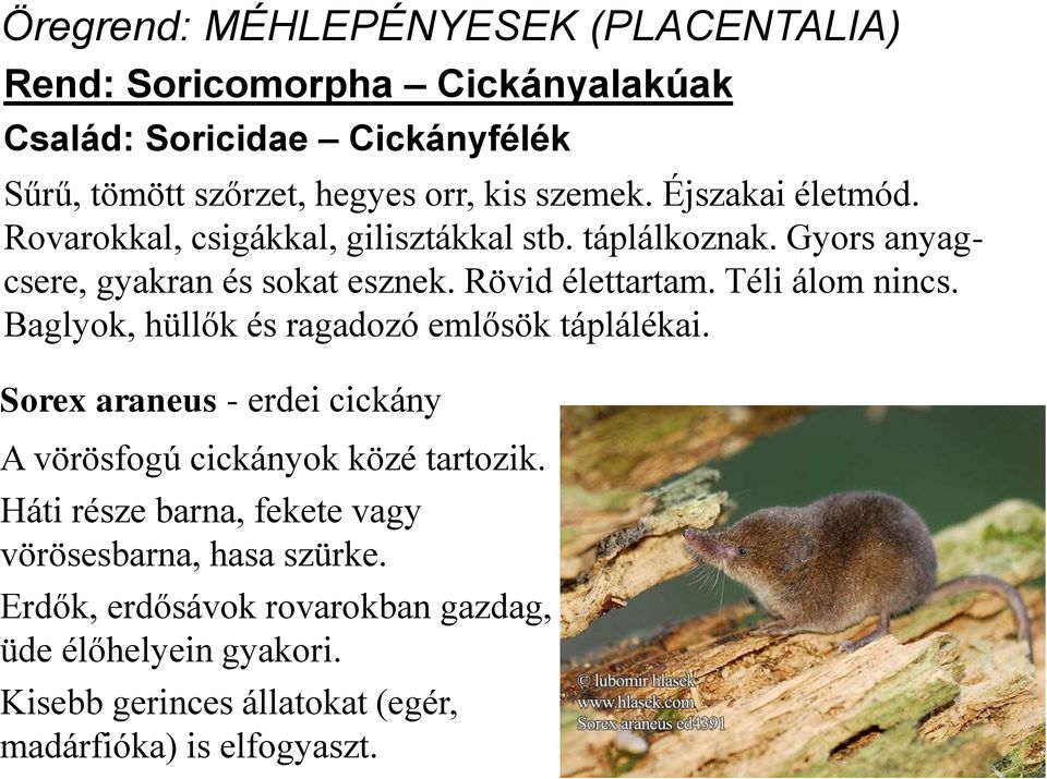 Téli álom nincs. Baglyok, hüllők és ragadozó emlősök táplálékai. Sorex araneus - erdei cickány A vörösfogú cickányok közé tartozik.
