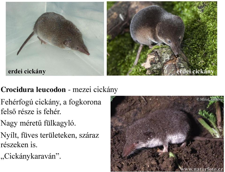 felső része is fehér. Nagy méretű fülkagyló.