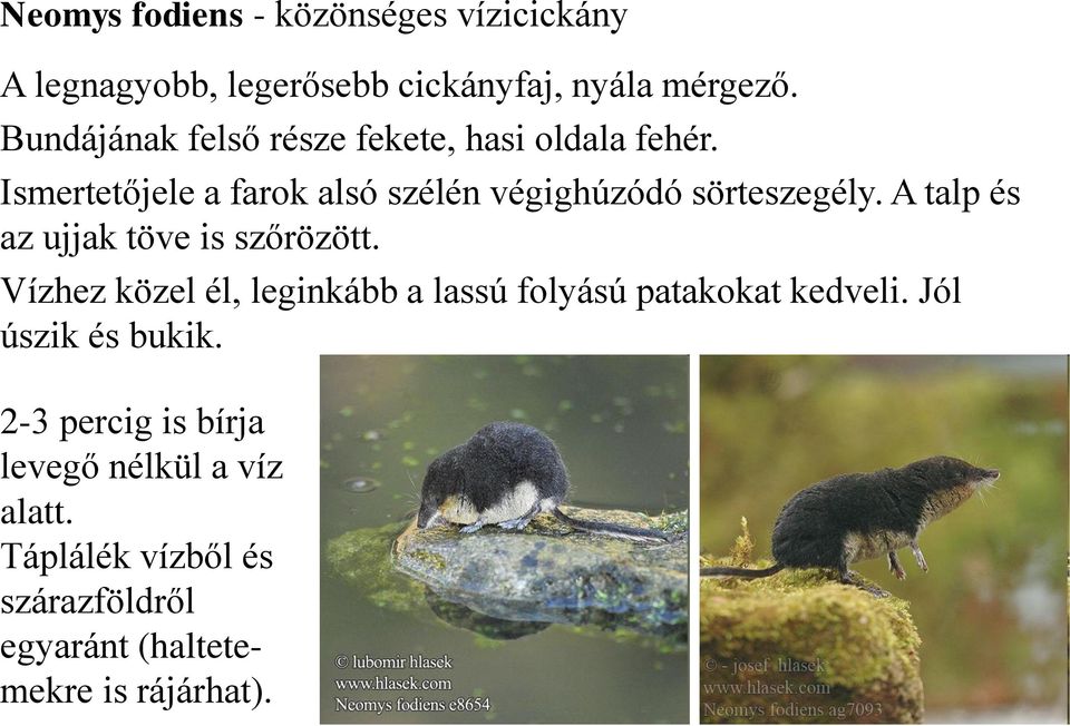 A talp és az ujjak töve is szőrözött. Vízhez közel él, leginkább a lassú folyású patakokat kedveli.