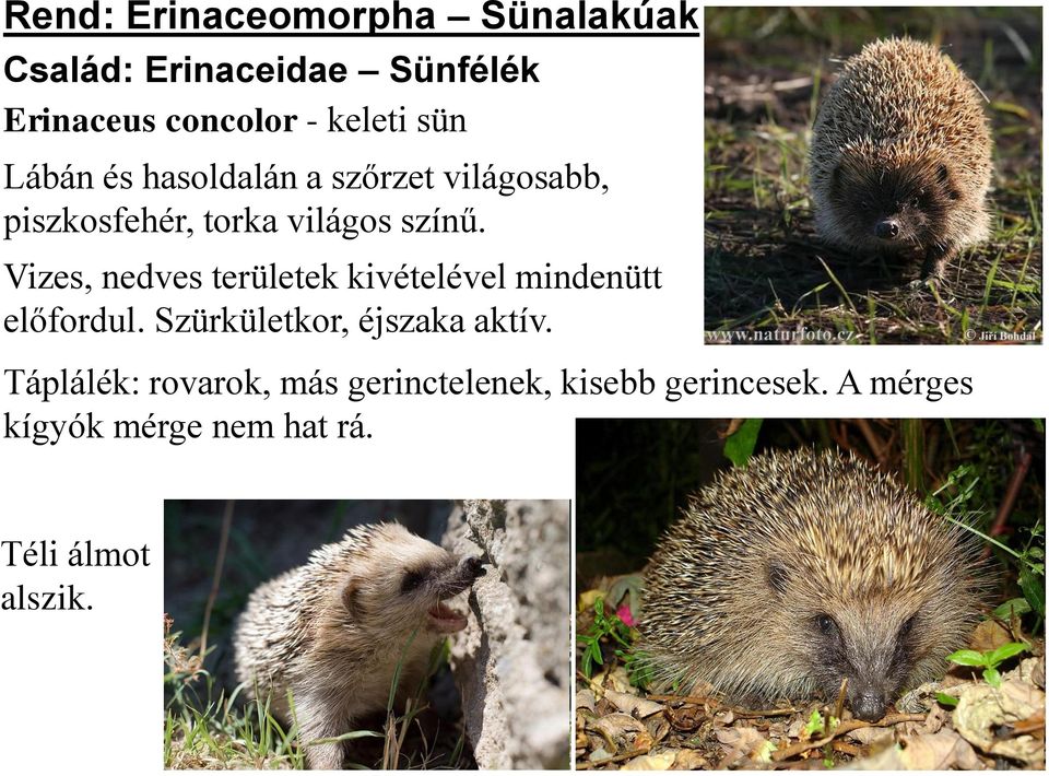 Vizes, nedves területek kivételével mindenütt előfordul. Szürkületkor, éjszaka aktív.