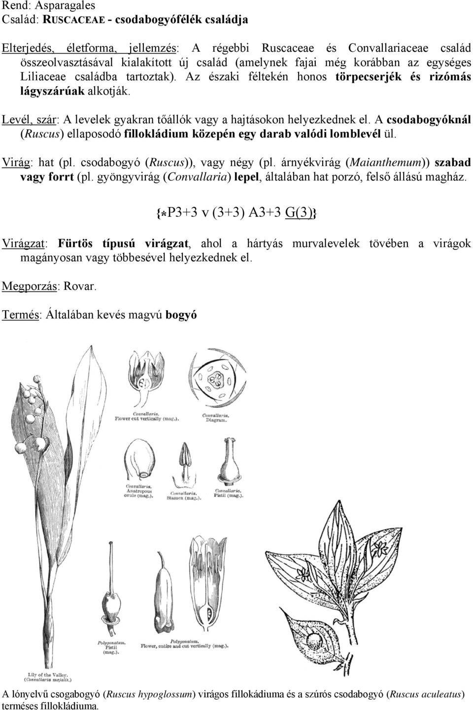 A csodabogyóknál (Ruscus) ellaposodó fillokládium közepén egy darab valódi lomblevél ül. Virág: hat (pl. csodabogyó (Ruscus)), vagy négy (pl. árnyékvirág (Maianthemum)) szabad vagy forrt (pl.