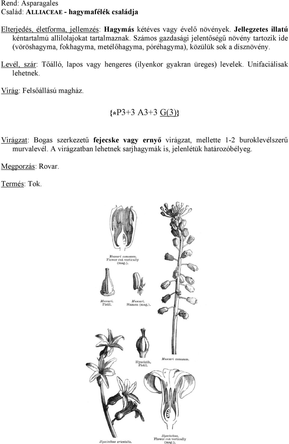 Számos gazdasági jelentőségű növény tartozik ide (vöröshagyma, fokhagyma, metélőhagyma, póréhagyma), közülük sok a dísznövény.