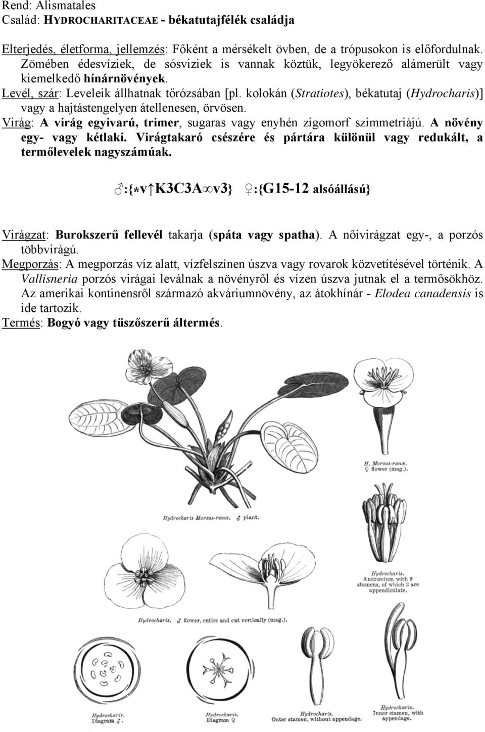 kolokán (Stratiotes), békatutaj (Hydrocharis)] vagy a hajtástengelyen átellenesen, örvösen. Virág: A virág egyivarú, trimer, sugaras vagy enyhén zigomorf szimmetriájú. A növény egy- vagy kétlaki.