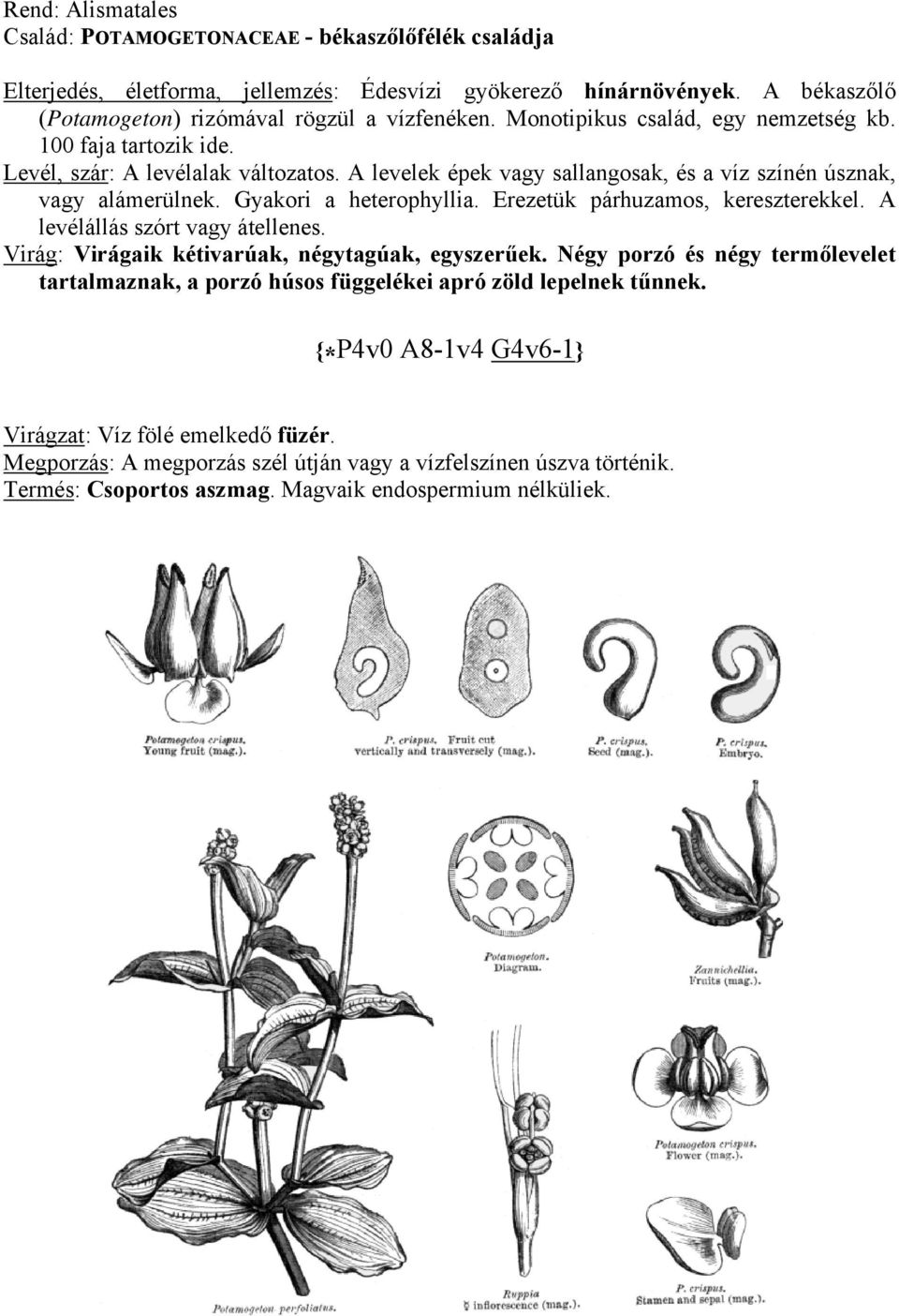 Erezetük párhuzamos, kereszterekkel. A levélállás szórt vagy átellenes. Virág: Virágaik kétivarúak, négytagúak, egyszerűek.