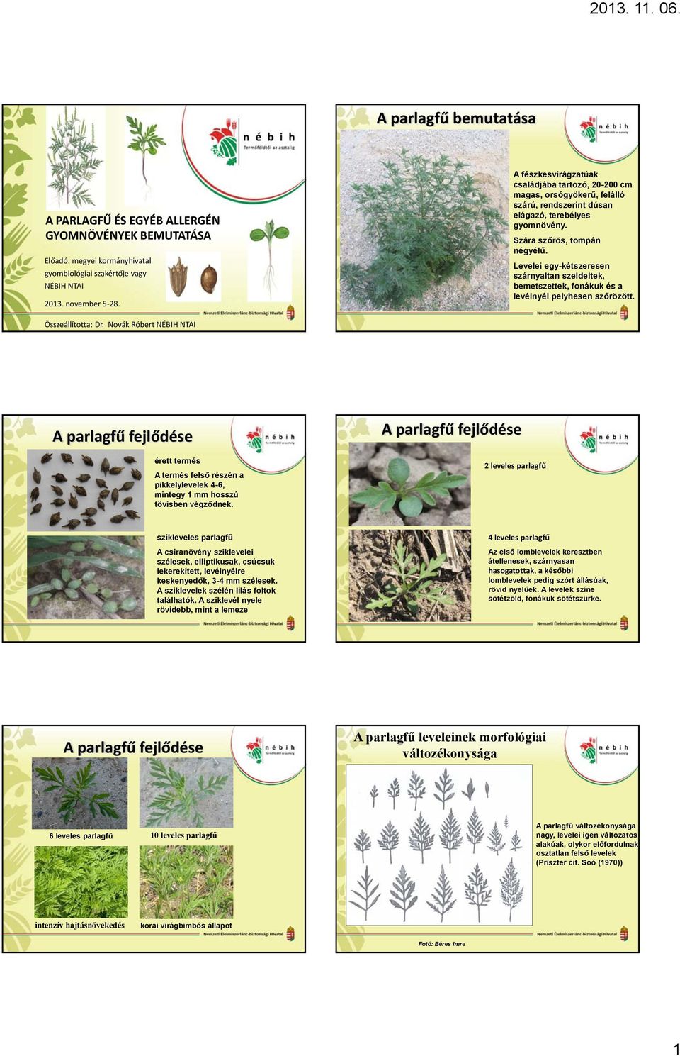 Levelei egy-kétszeresen szárnyaltan szeldeltek, bemetszettek, fonákuk és a levélnyél pelyhesen szőrözött. Összeállította: Dr.