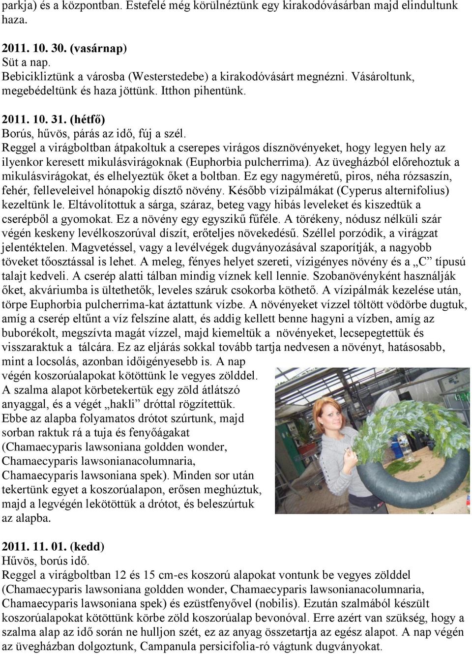 Reggel a virágboltban átpakoltuk a cserepes virágos dísznövényeket, hogy legyen hely az ilyenkor keresett mikulásvirágoknak (Euphorbia pulcherrima).