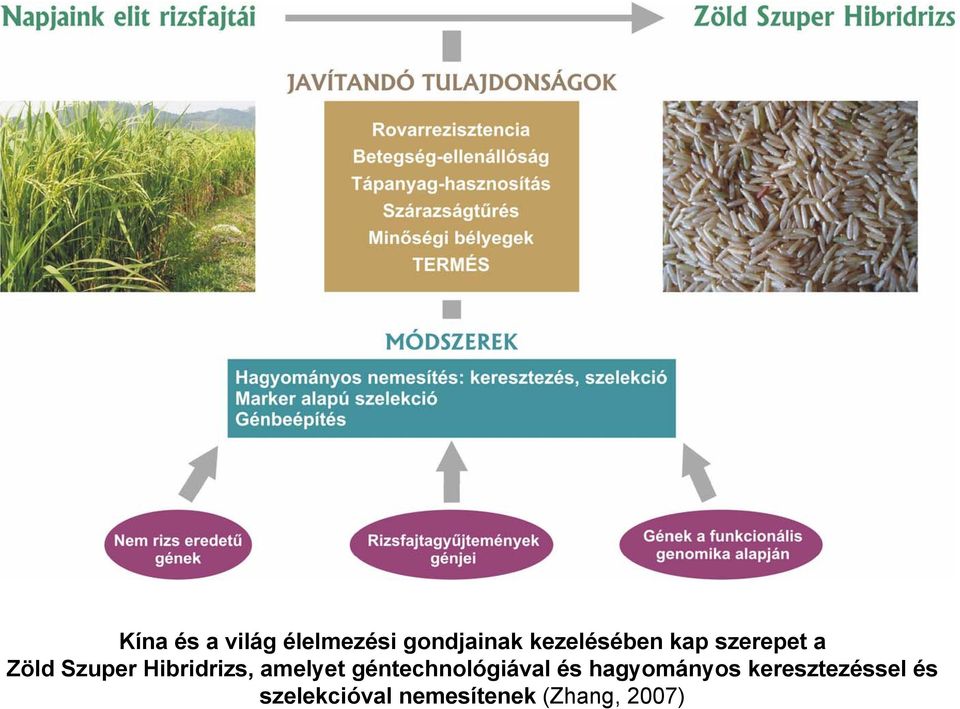 Hibridrizs, amelyet géntechnológiával és