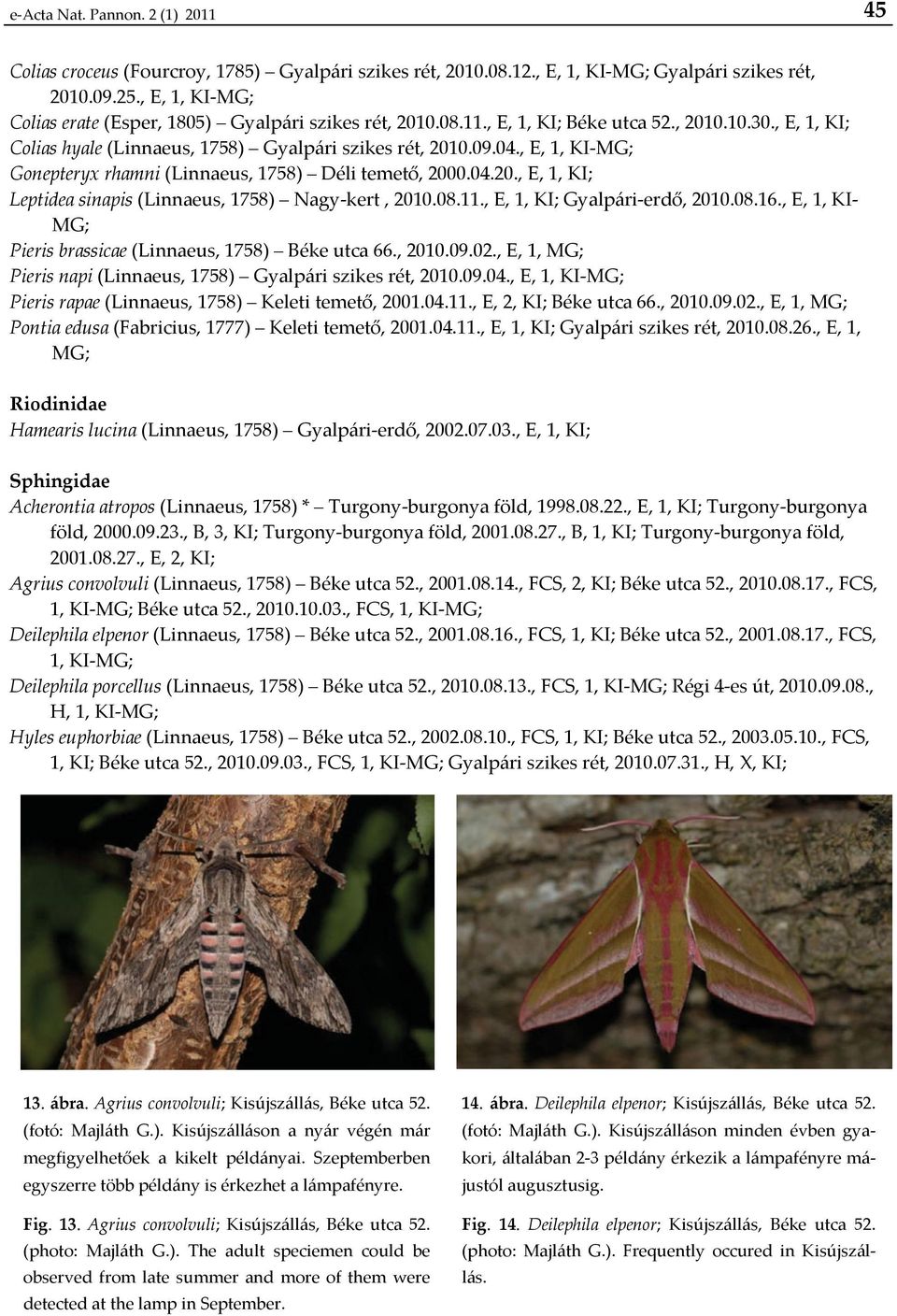 , E, 1, KI MG; Gonepteryx rhamni (Linnaeus, 1758) Déli temető, 2000.04.20., E, 1, KI; Leptidea sinapis (Linnaeus, 1758) Nagy kert, 2010.08.11., E, 1, KI; Gyalpári erdő, 2010.08.16.