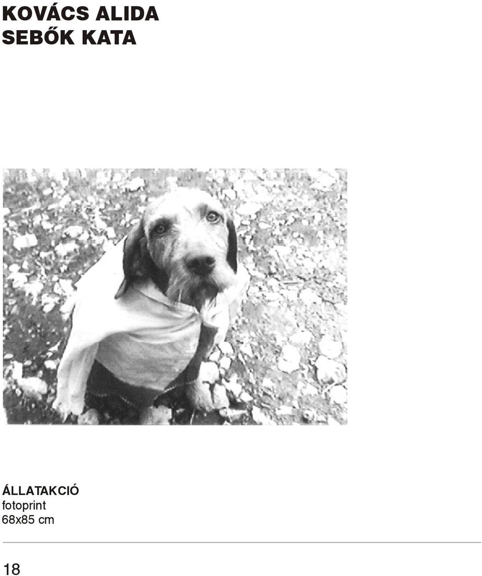 ÁLLATAKCIÓ