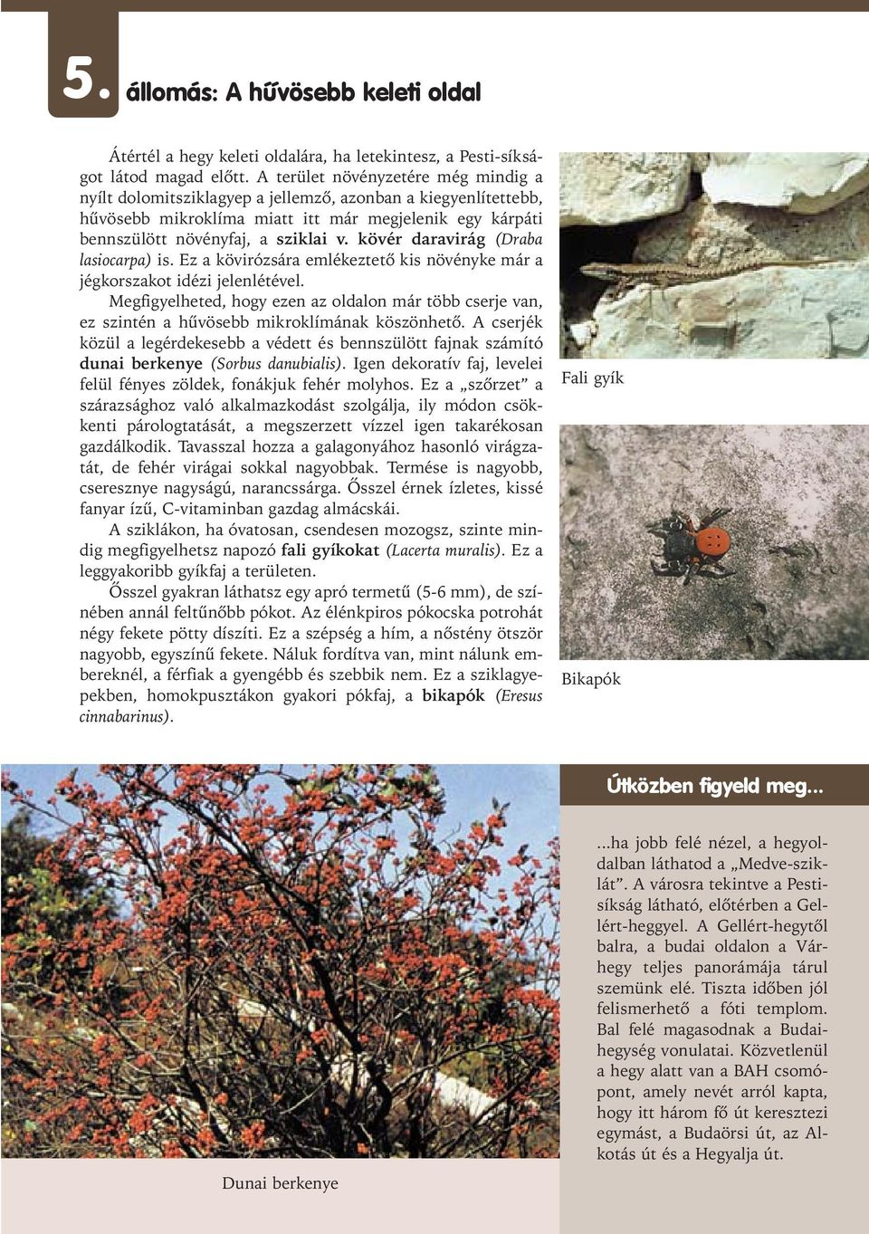 kövér daravirág (Draba lasiocarpa) is. Ez a kövirózsára emlékeztetõ kis növényke már a jégkorszakot idézi jelenlétével.