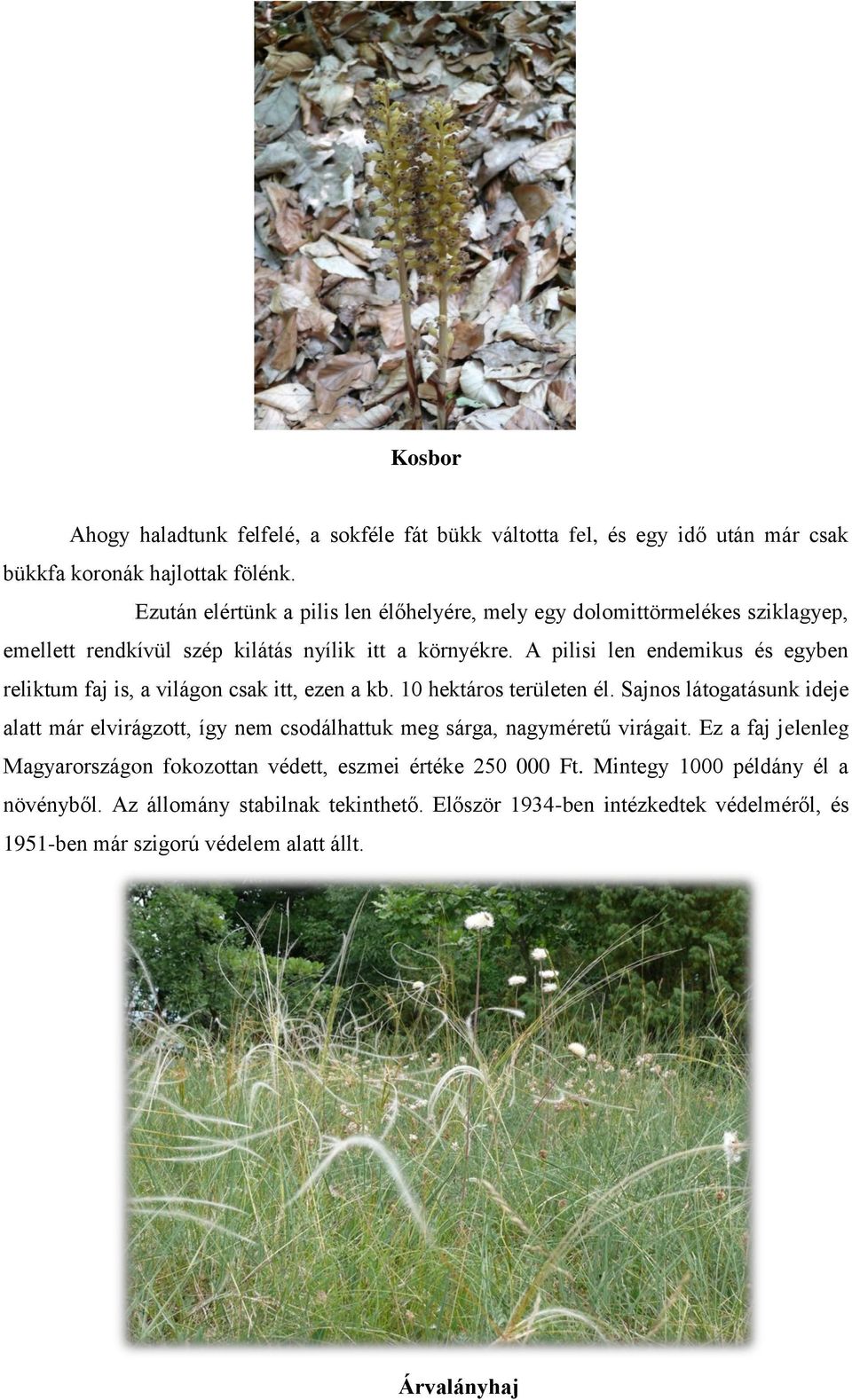 A pilisi len endemikus és egyben reliktum faj is, a világon csak itt, ezen a kb. 10 hektáros területen él.