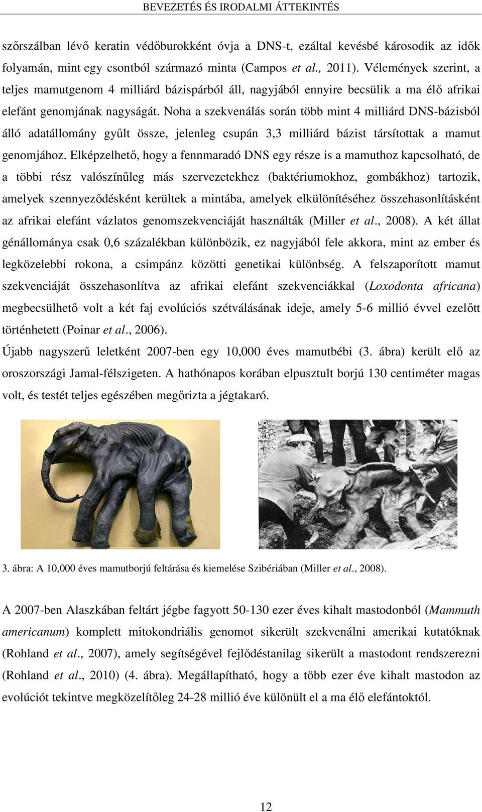 Noha a szekvenálás során több mint 4 milliárd DNS-bázisból álló adatállomány gyűlt össze, jelenleg csupán 3,3 milliárd bázist társítottak a mamut genomjához.
