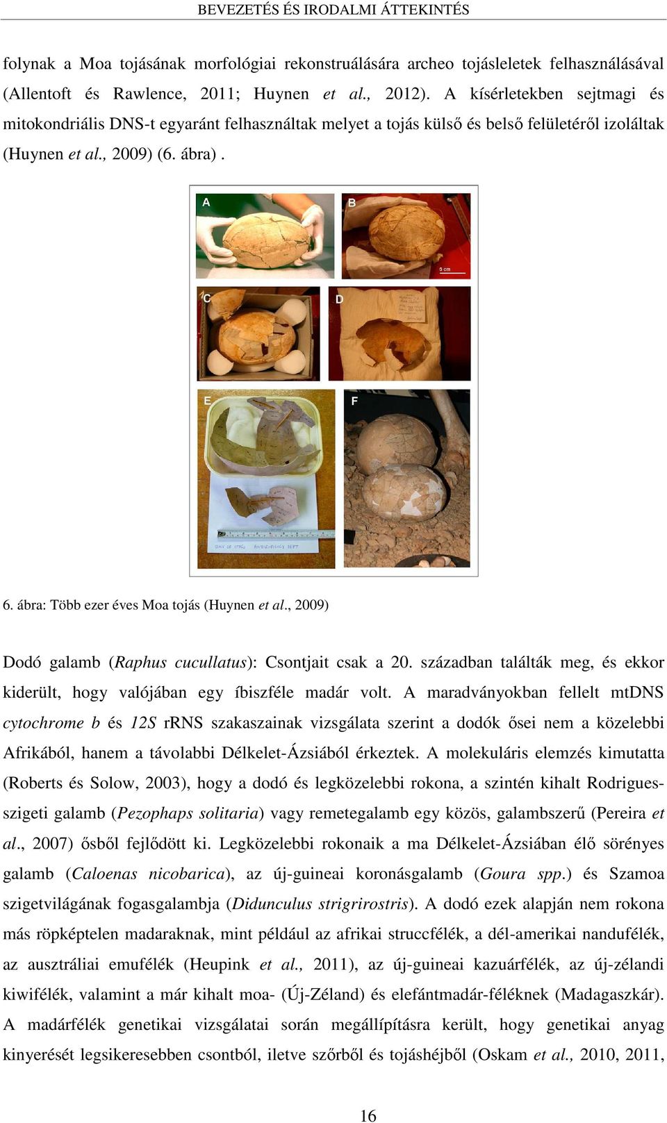 ábra: Több ezer éves Moa tojás (Huynen et al., 2009) Dodó galamb (Raphus cucullatus): Csontjait csak a 20. században találták meg, és ekkor kiderült, hogy valójában egy íbiszféle madár volt.