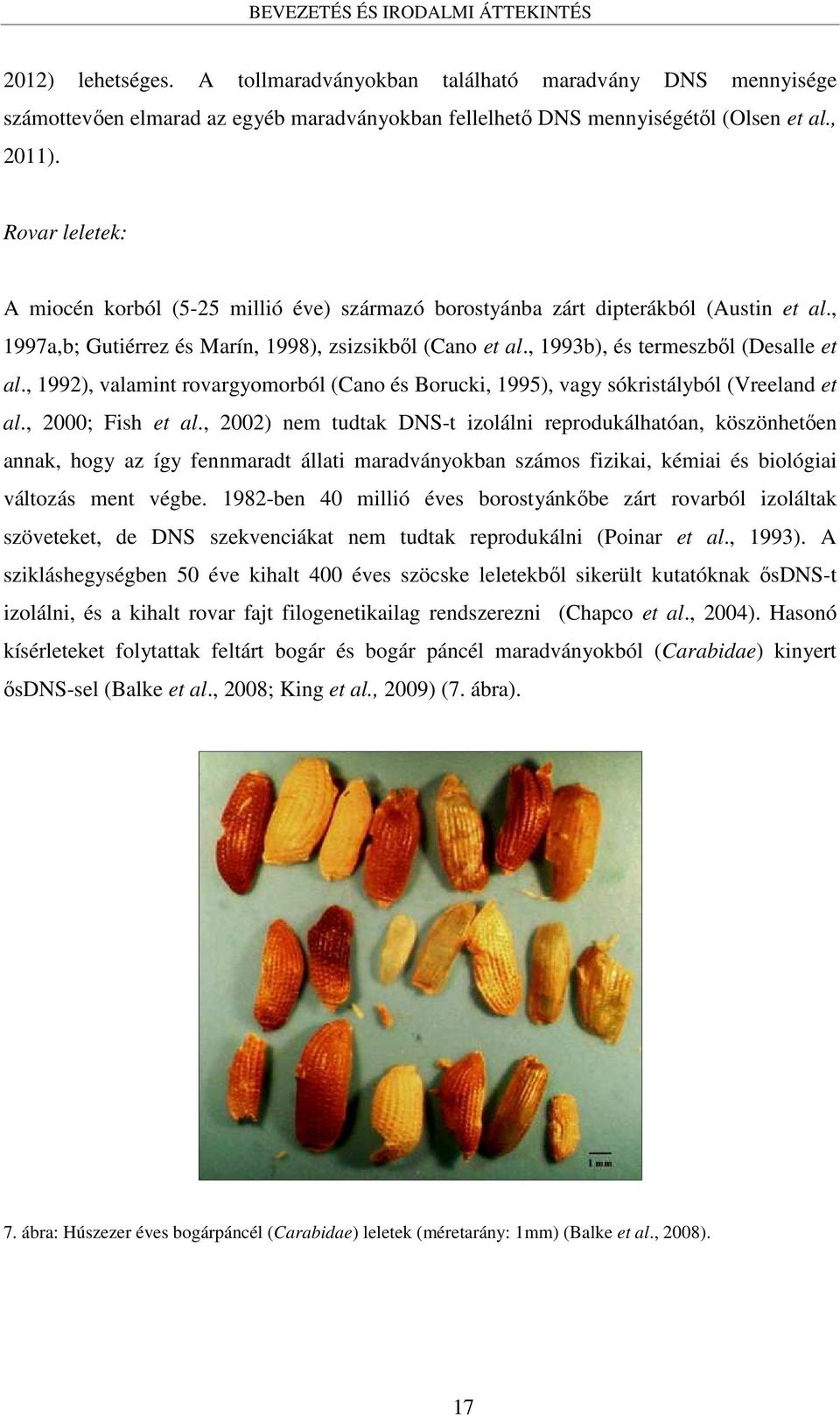, 1993b), és termeszből (Desalle et al., 1992), valamint rovargyomorból (Cano és Borucki, 1995), vagy sókristályból (Vreeland et al., 2000; Fish et al.
