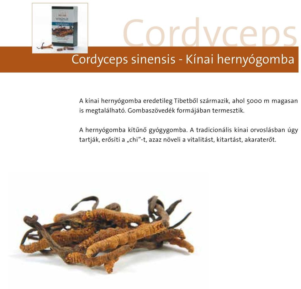 Gombaszövedék formájában termesztik. A hernyógomba kítűnő gyógygomba.