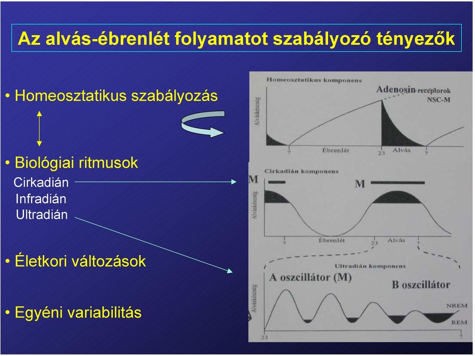 Biológiai ritmusok Cirkadián Infradián