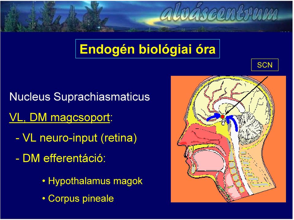 - VL neuro-input (retina) - DM