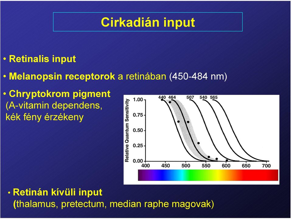 pigment (A-vitamin dependens, kék fény érzékeny