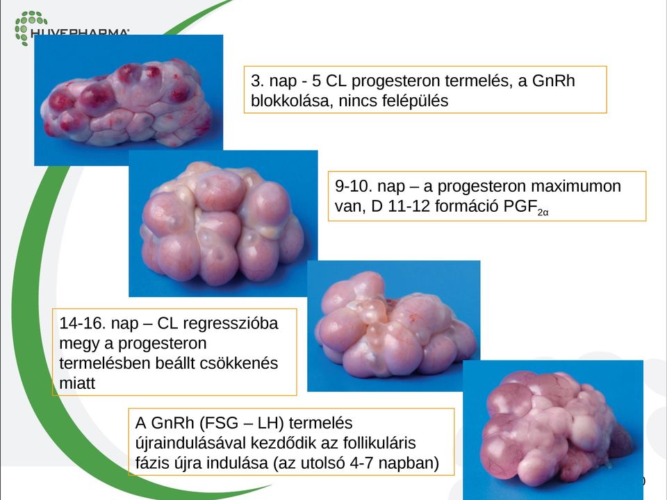 nap CL regresszióba megy a progesteron termelésben beállt csökkenés miatt A GnRh
