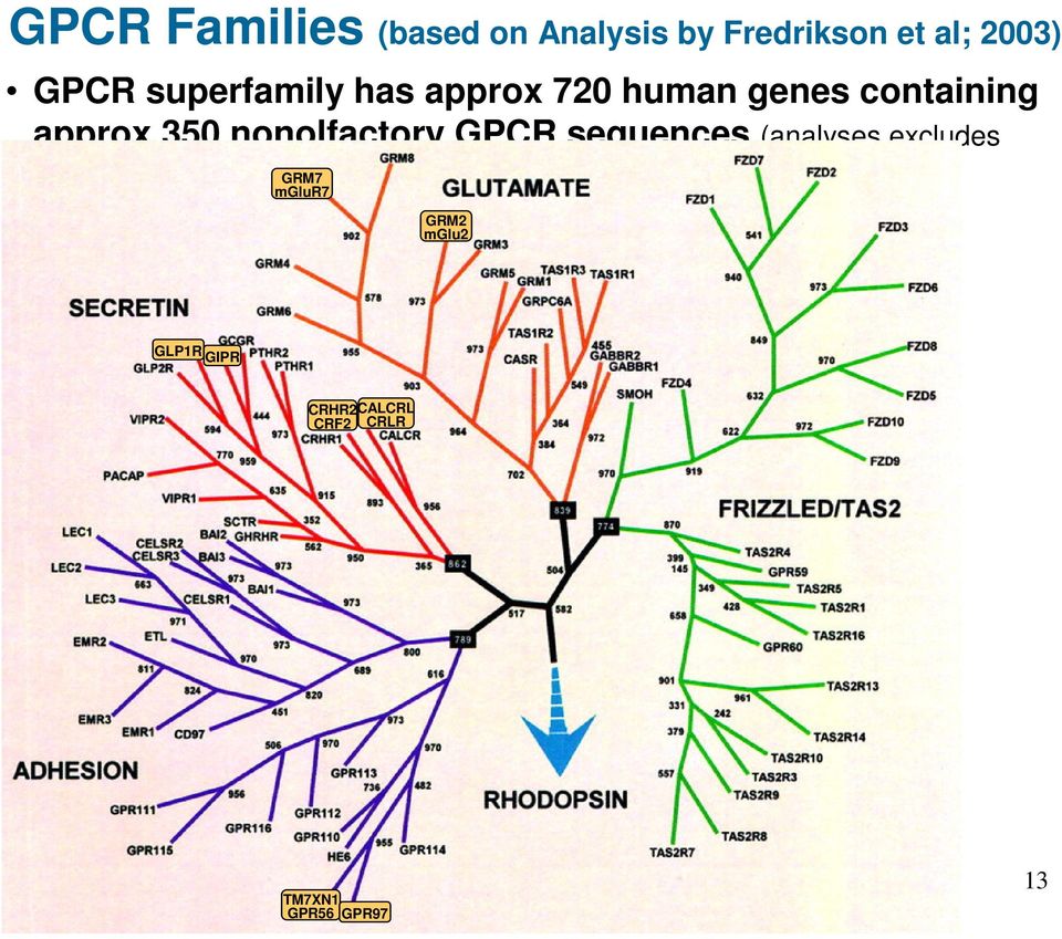 nonolfactory GPCR sequences (analyses excludes pseudogenes and splice