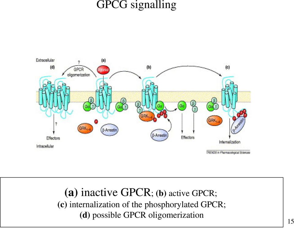 internalization of the
