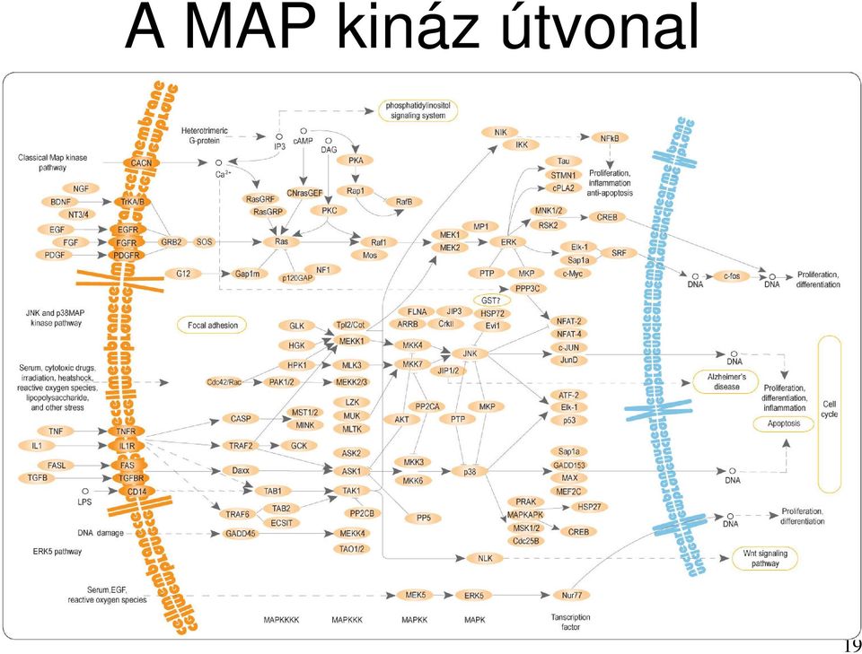 útvonal