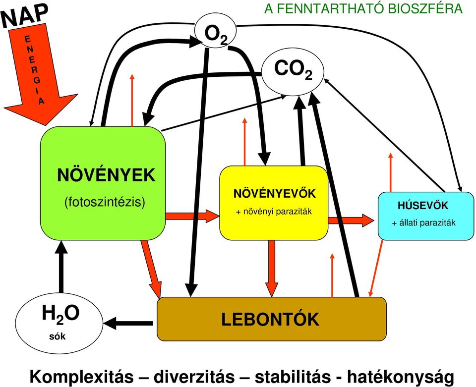 paraziták HÚSEVİK + állati paraziták H 2 O sók