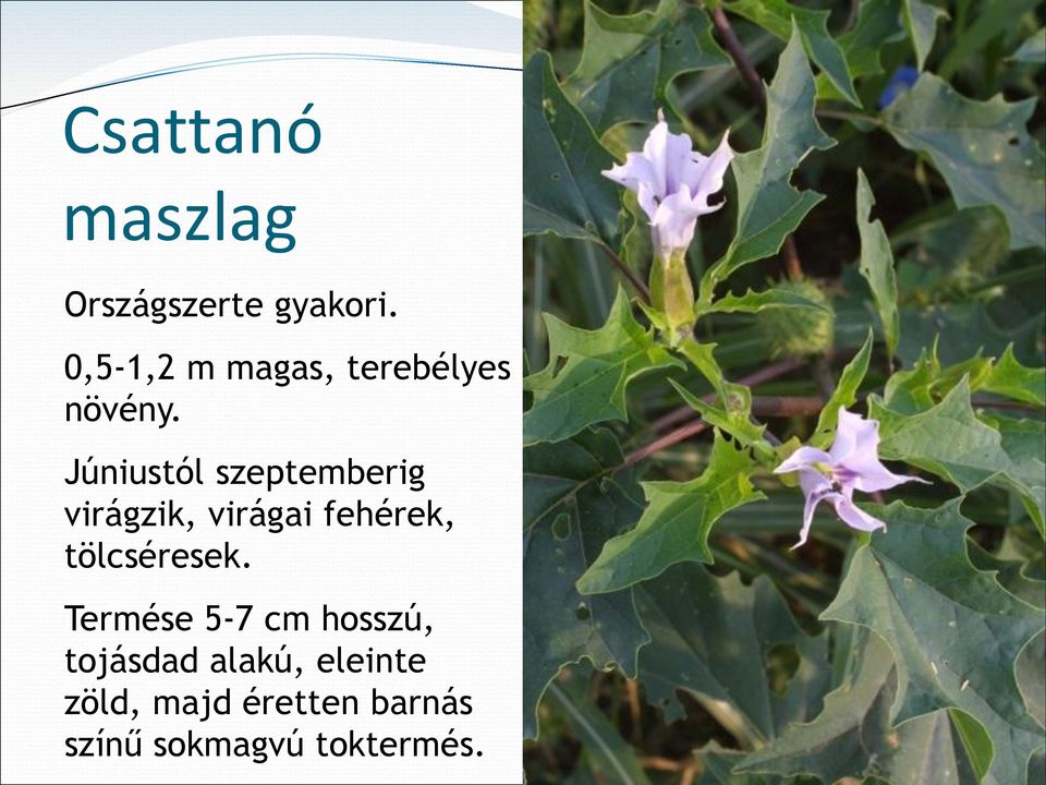 Júniustól szeptemberig virágzik, virágai fehérek,
