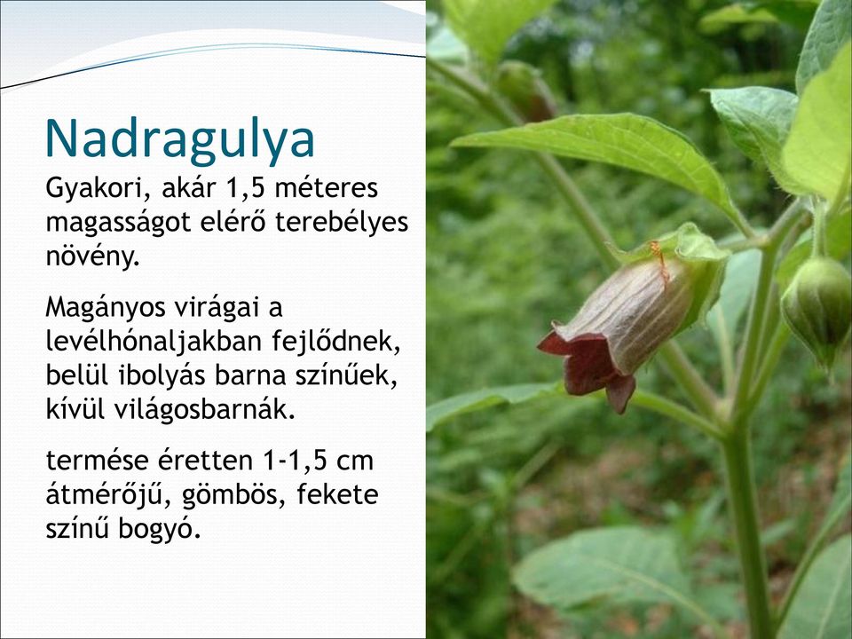 Magányos virágai a levélhónaljakban fejlődnek, belül