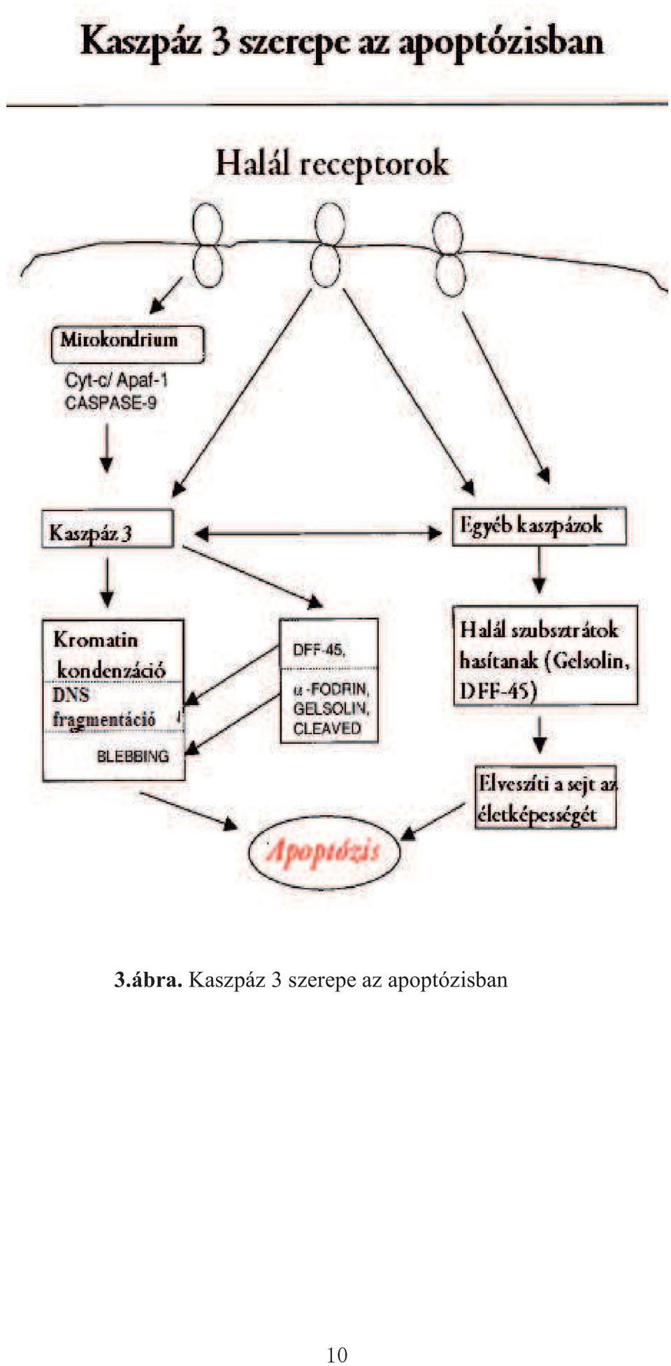 szerepe az