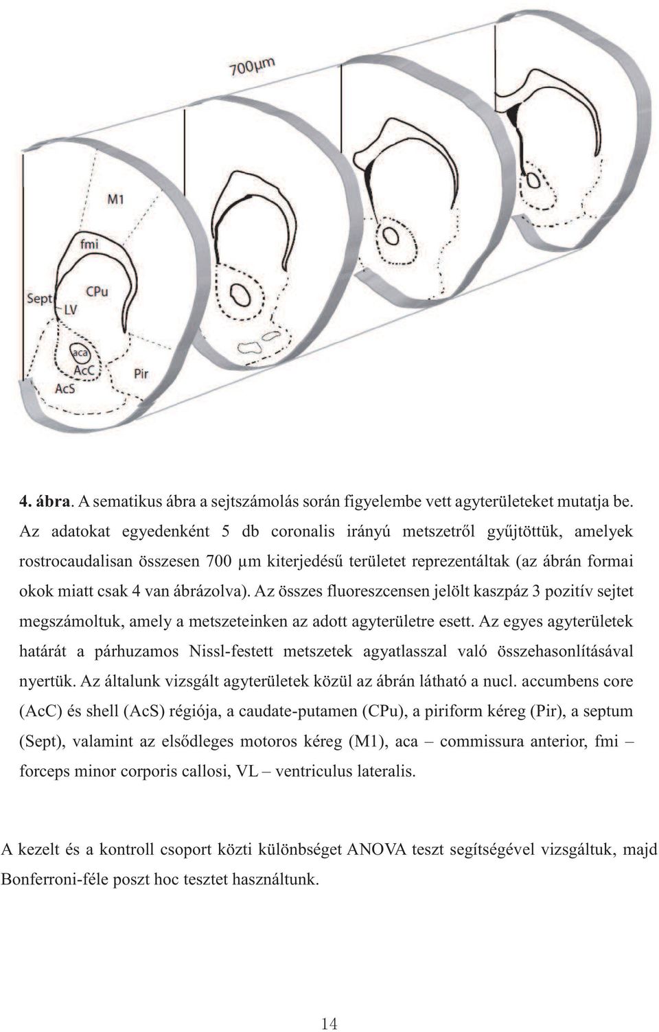 Az összes fluoreszcensen jelölt kaszpáz 3 pozitív sejtet megszámoltuk, amely a metszeteinken az adott agyterületre esett.