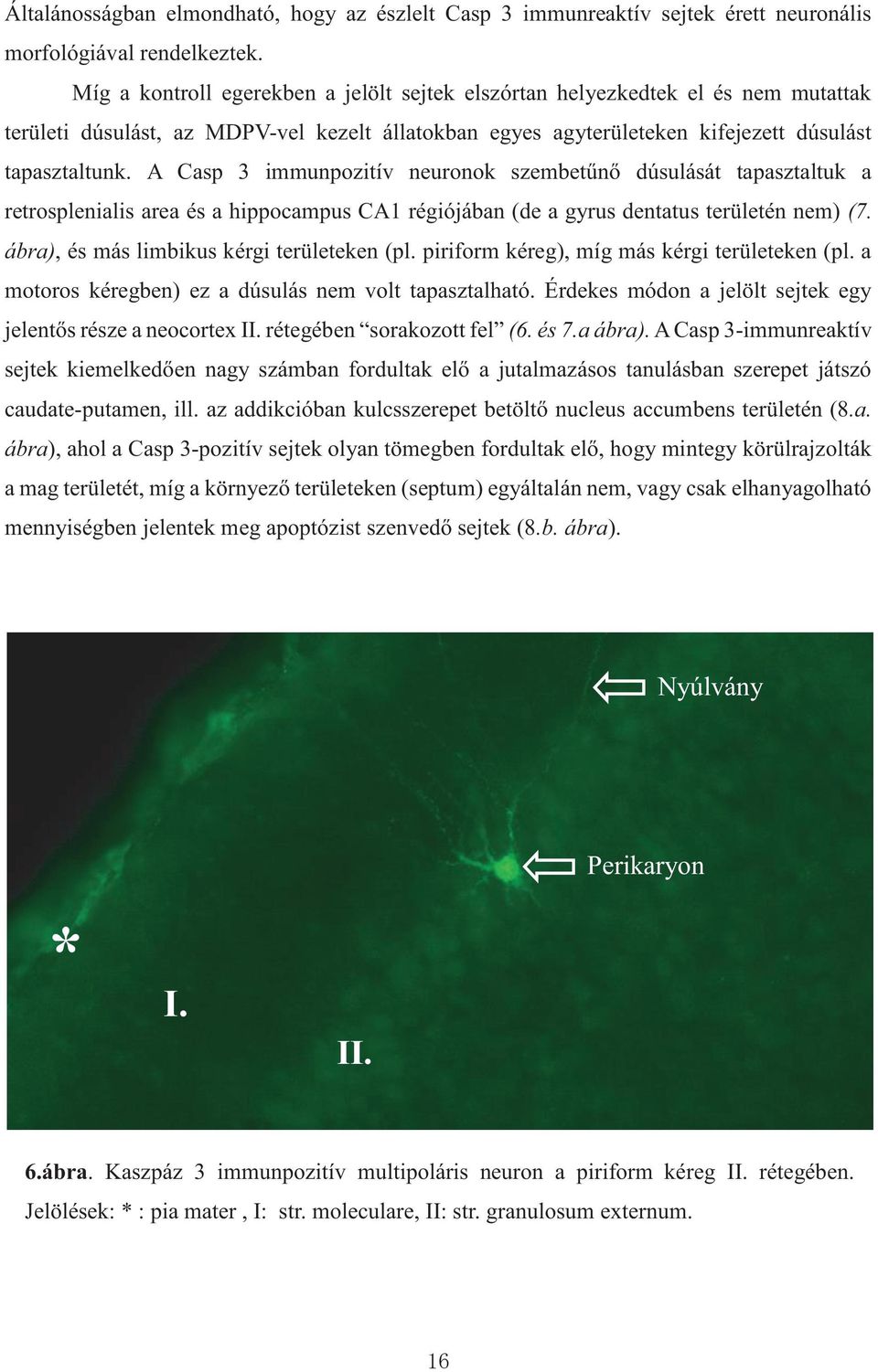 A Casp 3 immunpozitív neuronok szembetűnő dúsulását tapasztaltuk a retrosplenialis area és a hippocampus CA1 régiójában (de a gyrus dentatus területén nem) (7.