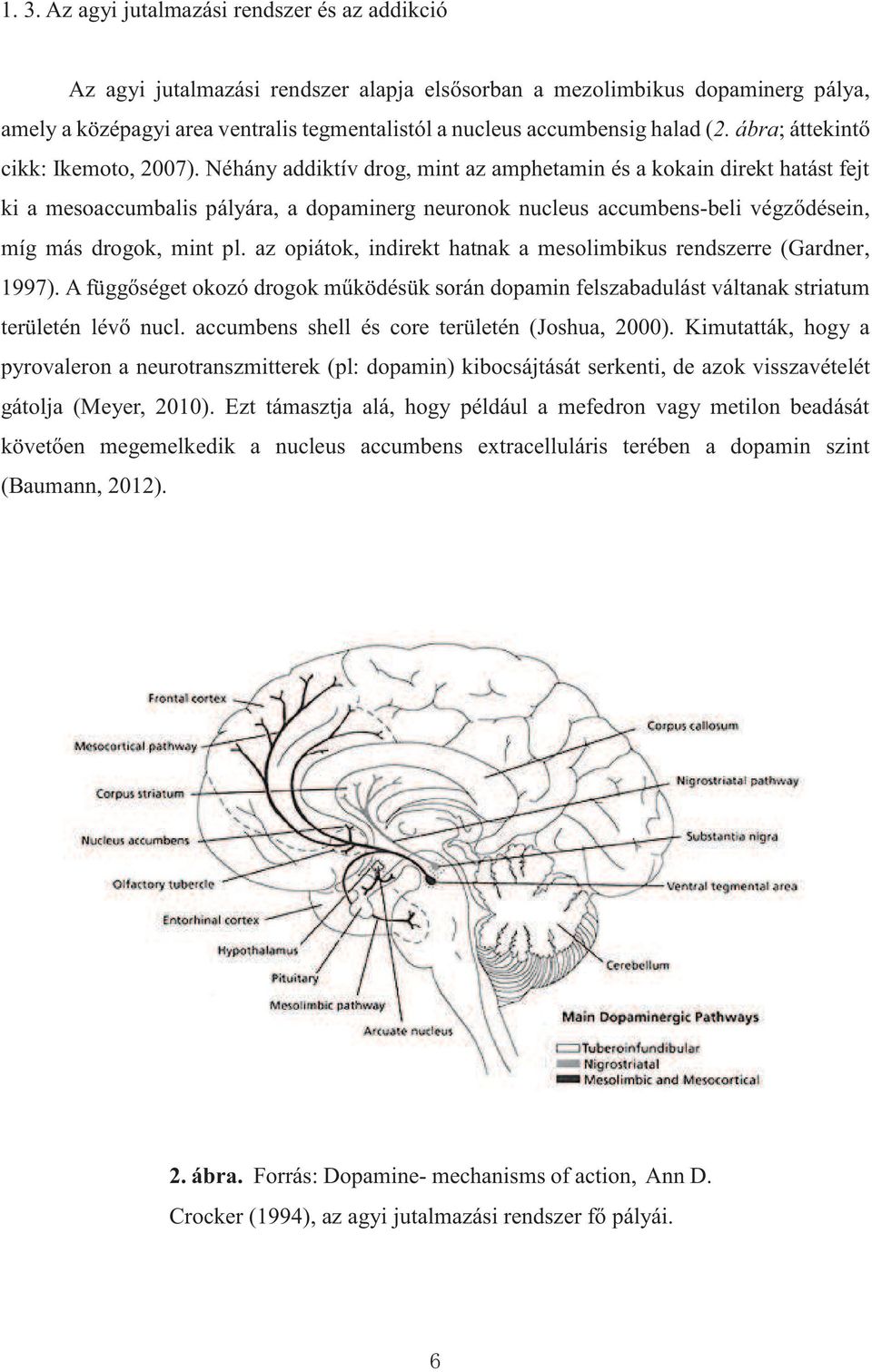 Néhány addiktív drog, mint az amphetamin és a kokain direkt hatást fejt ki a mesoaccumbalis pályára, a dopaminerg neuronok nucleus accumbens-beli végződésein, míg más drogok, mint pl.