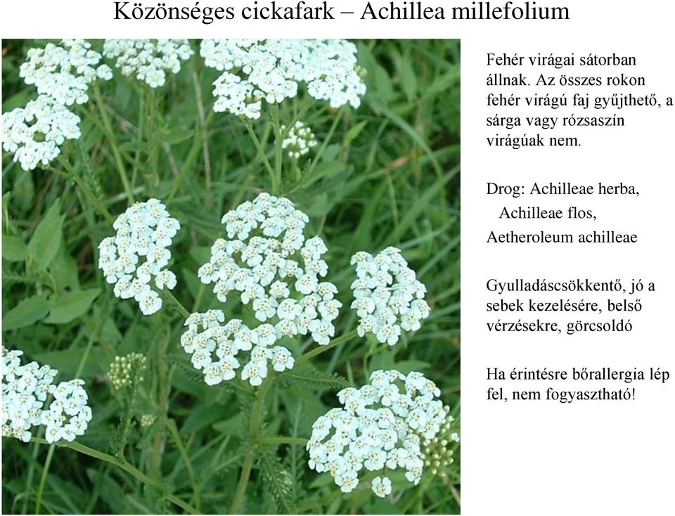 Drog: Achilleae herba, Achilleae flos, Aetheroleum achilleae Gyulladáscsökkentő, jó